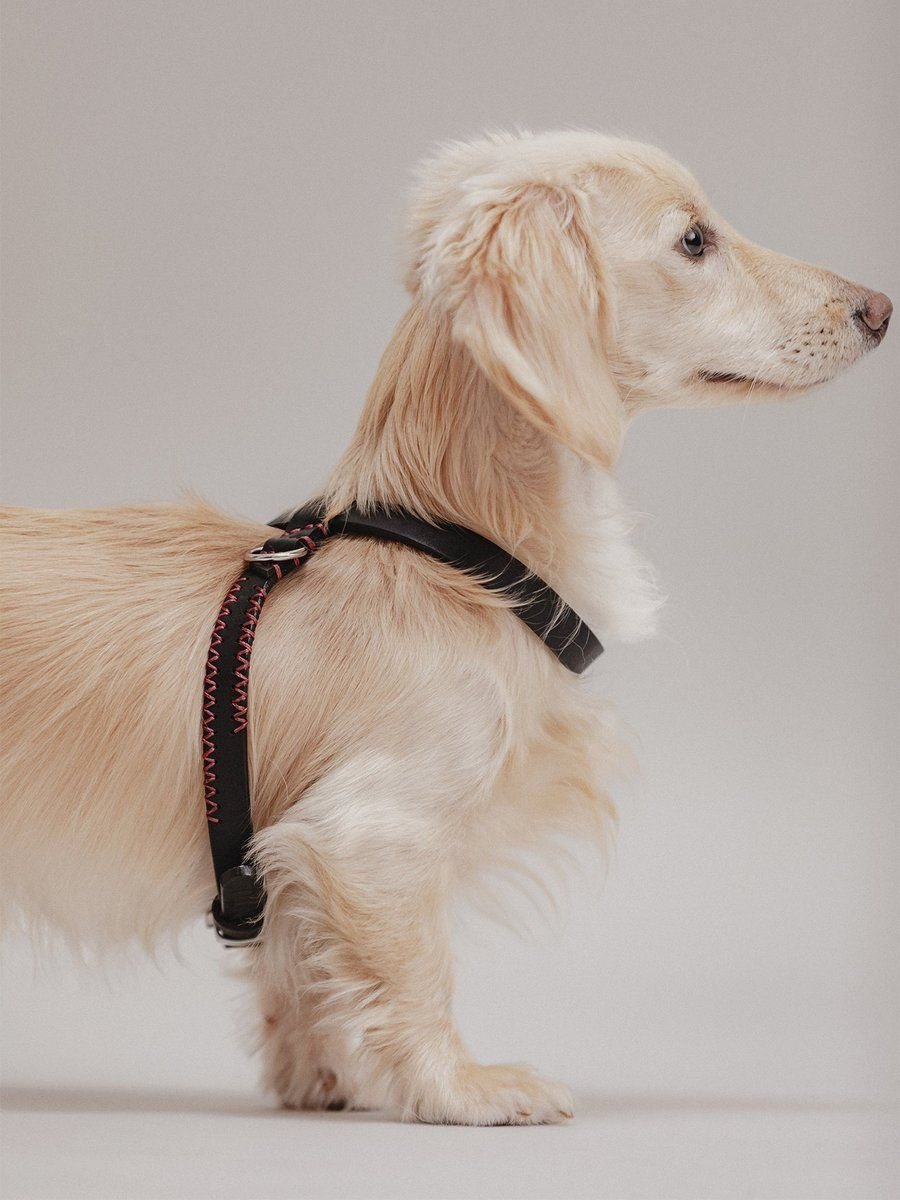 Flynn Ergonomic Harness Black & Bordeaux