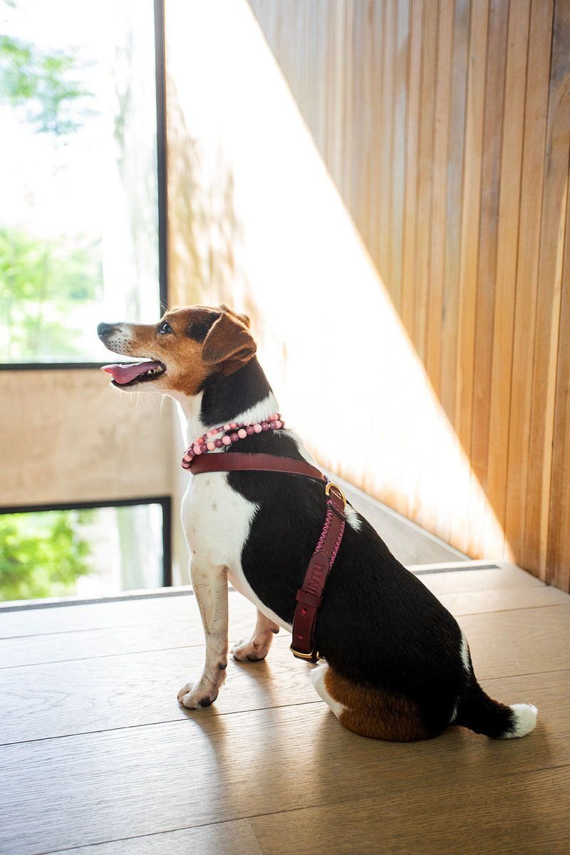 Flynn Ergonomic Harness Cherry & Pink