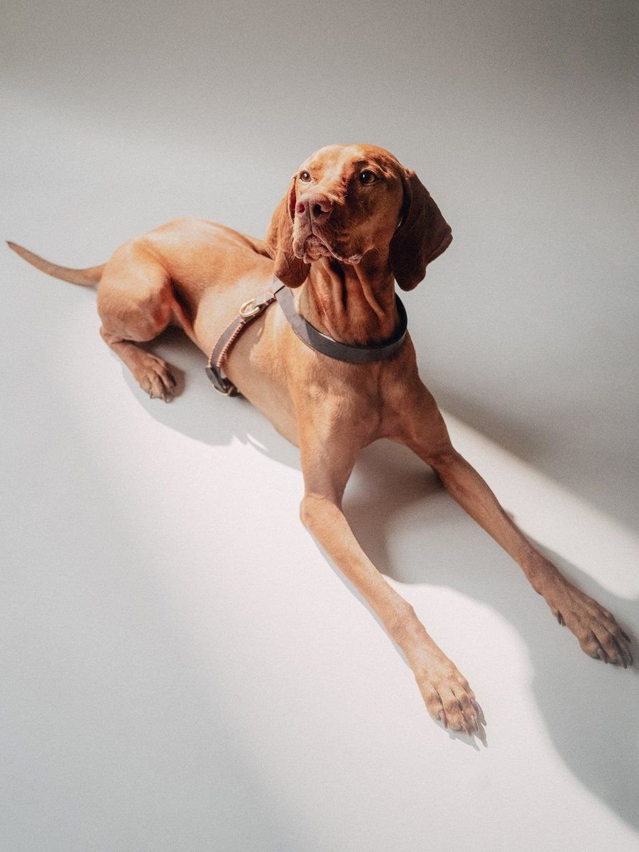 Flynn Ergonomic Harness Chocolate & Orange