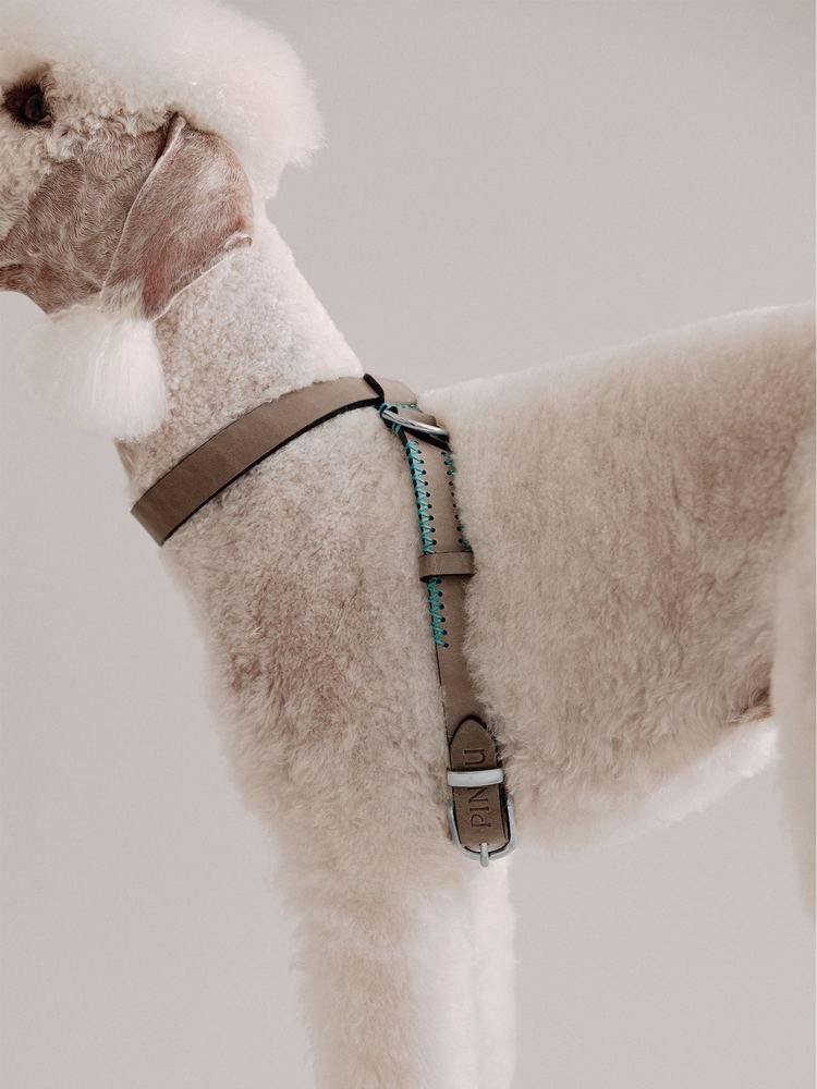 Dog Harnesses