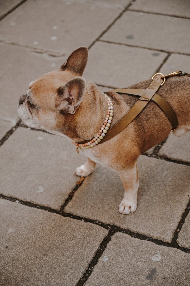 Flynn Ergonomic Harness Olive & Taupe