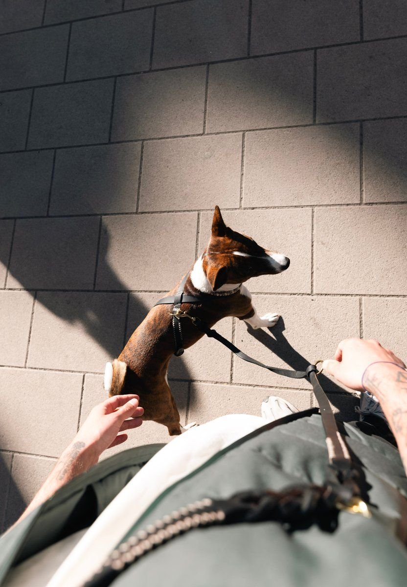 Lumas Classic Leash Midnight Black