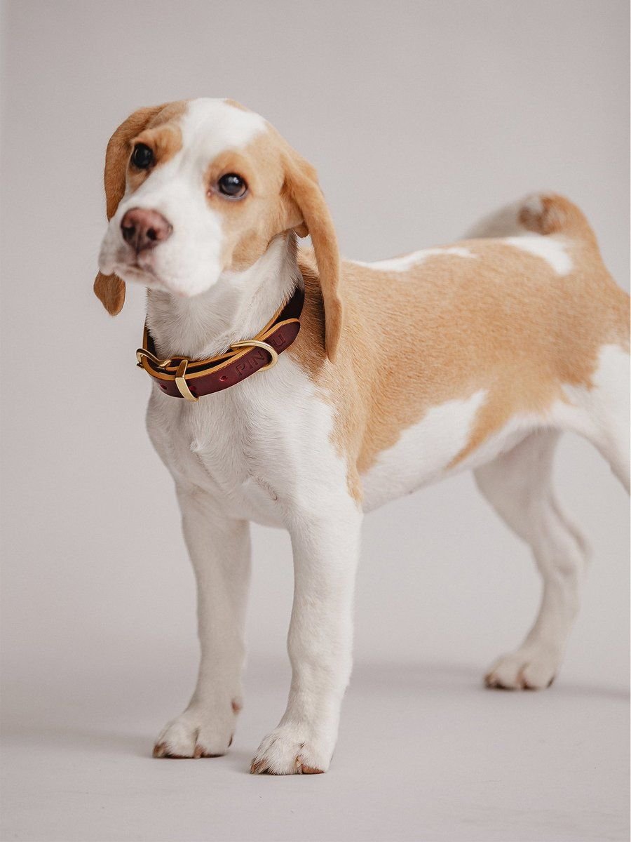 Monte Leather Collar Cherry Wine