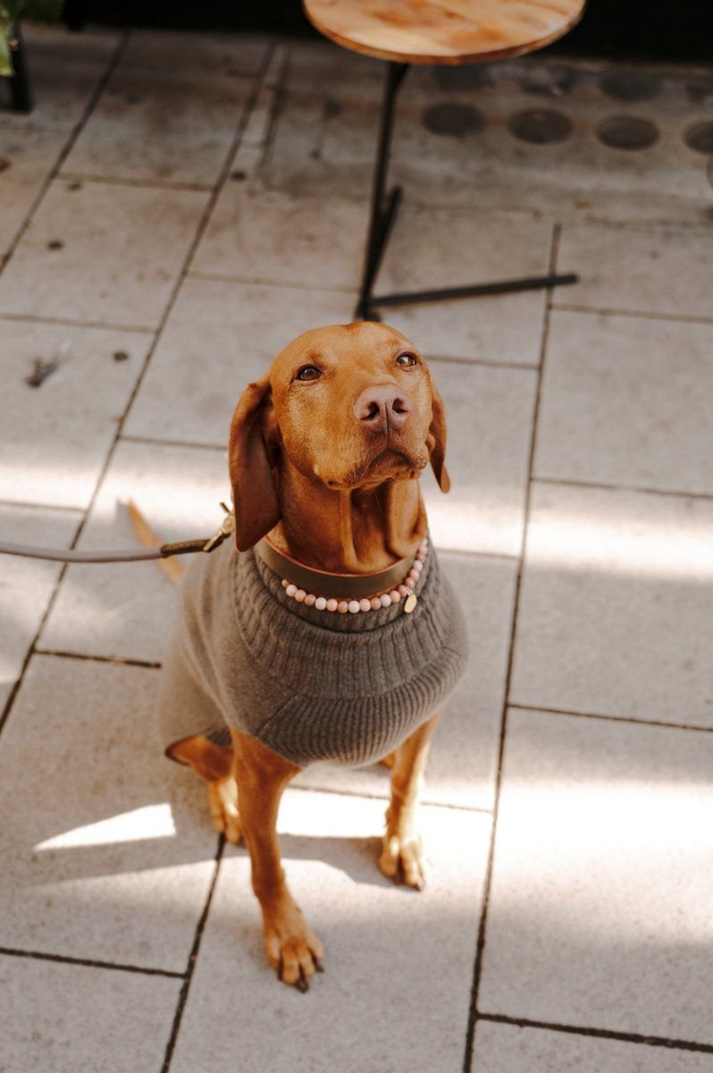 Monte Leather Collar Olive Green