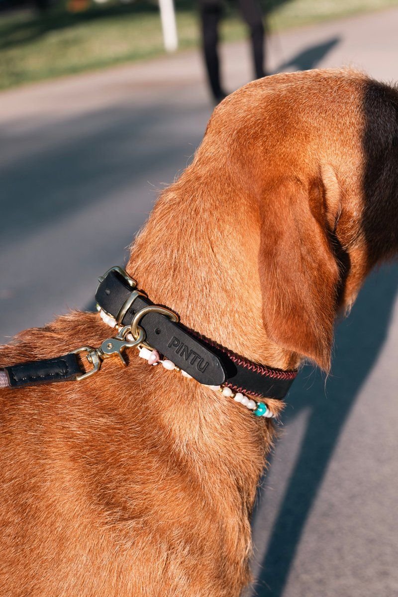 Porthos Full-Grain Collar Midnight Black
