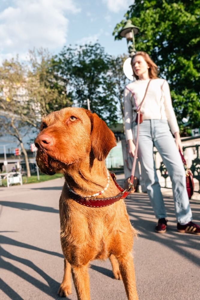 Holistic Pet Summer Essential - Tierra Leash